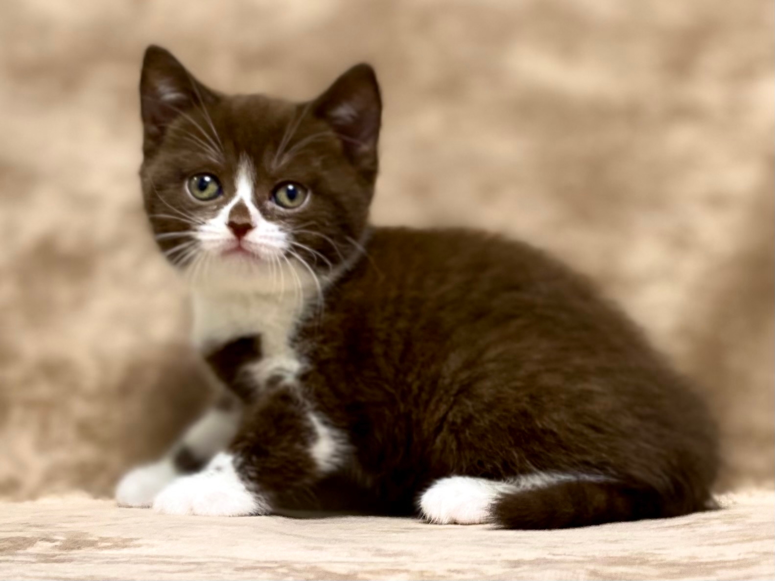 Veksel’&-Plush-tribe-itomnik-britanskih-koshek-prodaga-kotenka