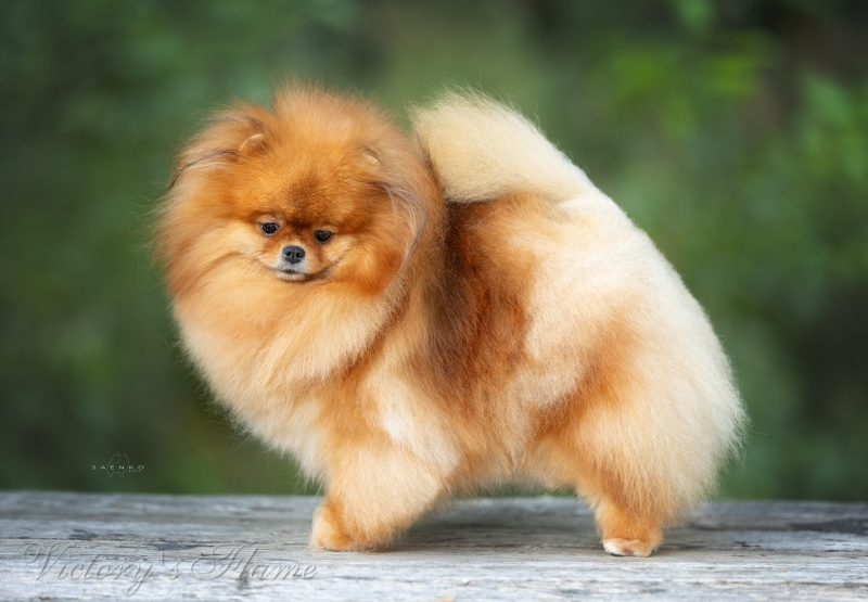 Victory’s-flame-pitomnik-rotvejlerov-kupit-shhenkov