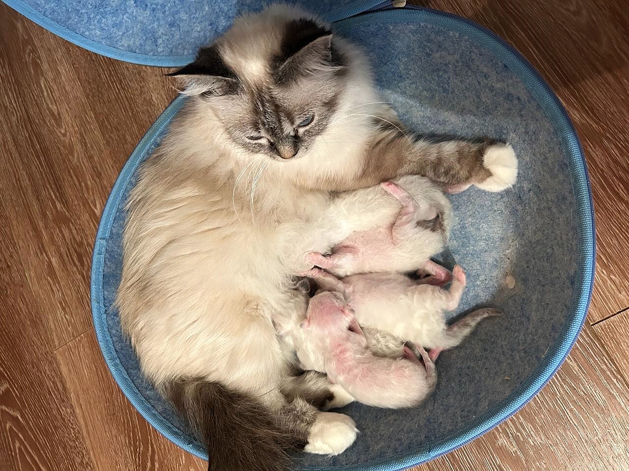 White-Chocolate-pitomnik-burmanskih-koshek-objavlenie-o-prodage-koshek