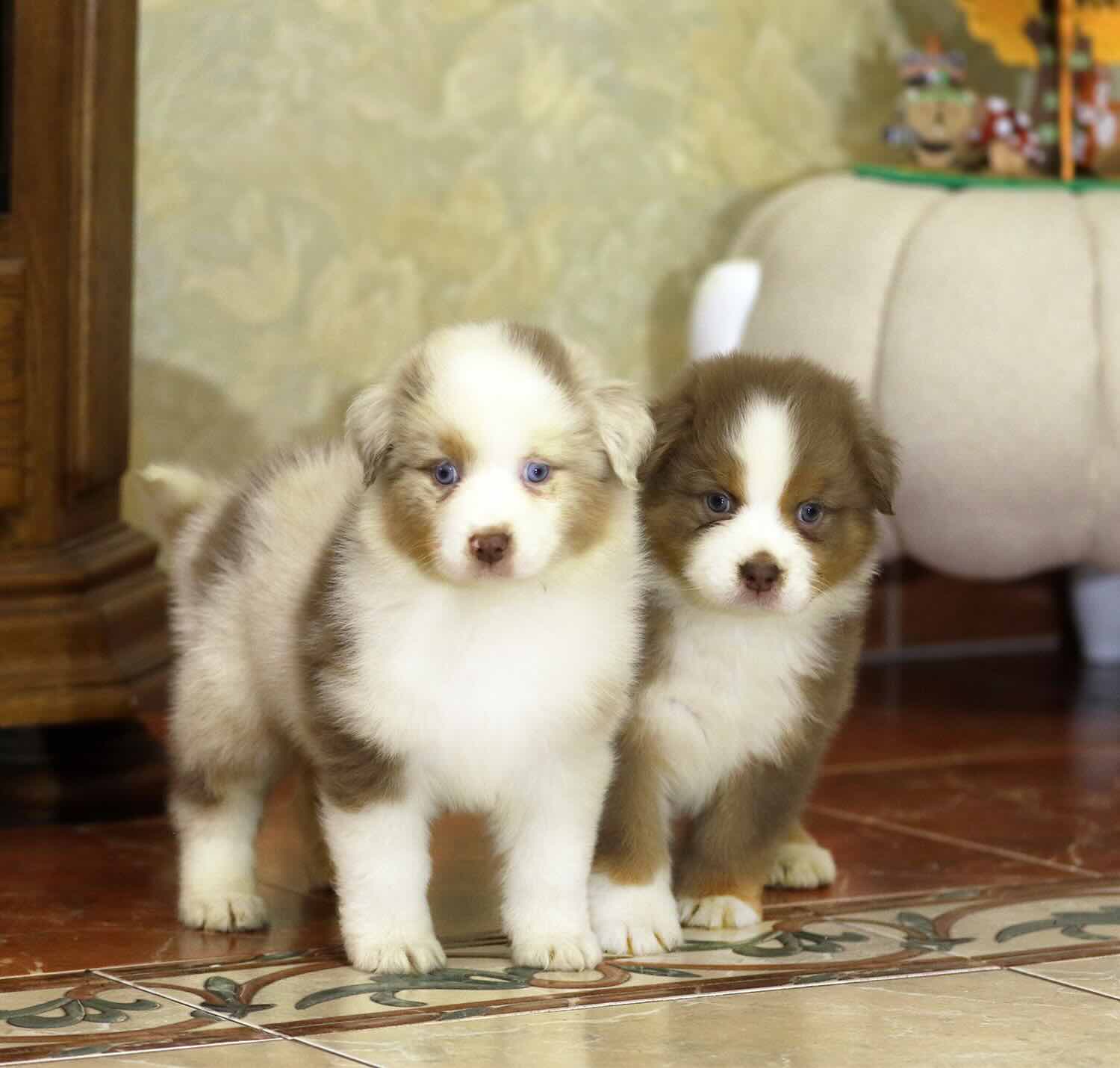 aussi-kupit-shchenka