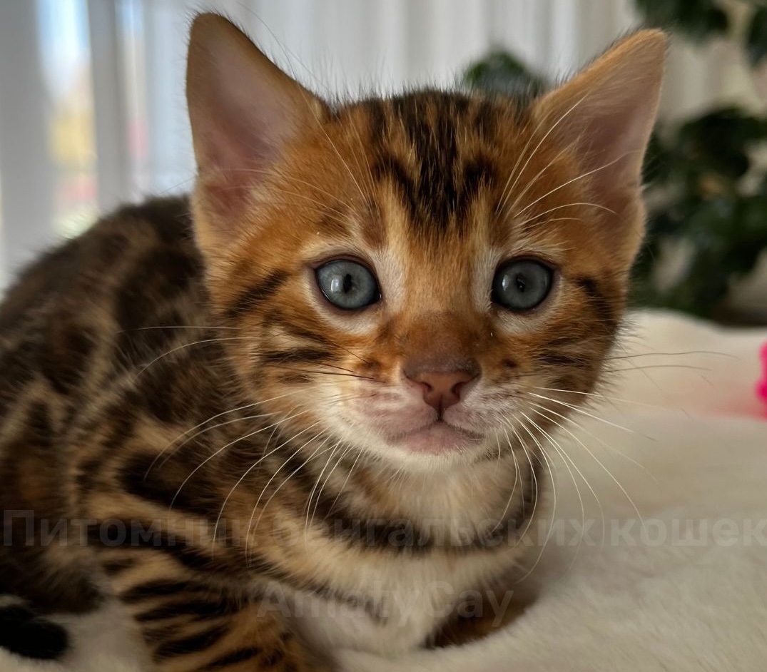 Котята на F, от 24.08 – 1