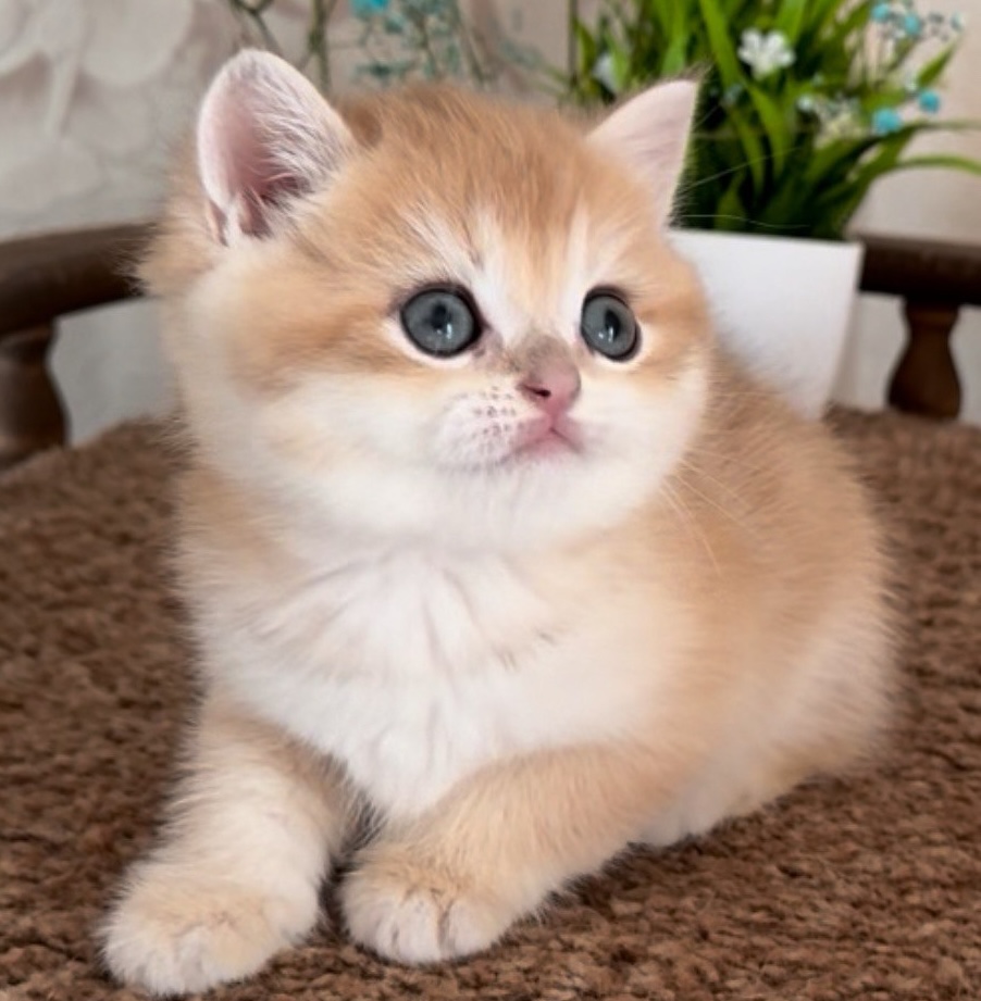 britanskaya-shinshilla-prodazha-kotenka-nedorogo