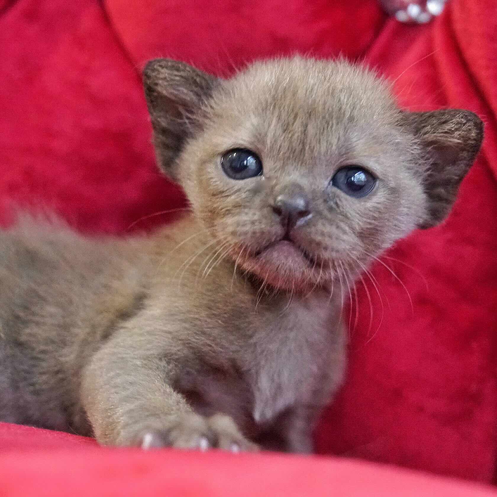 burmanskaya-koshka-prodazha-kotenka