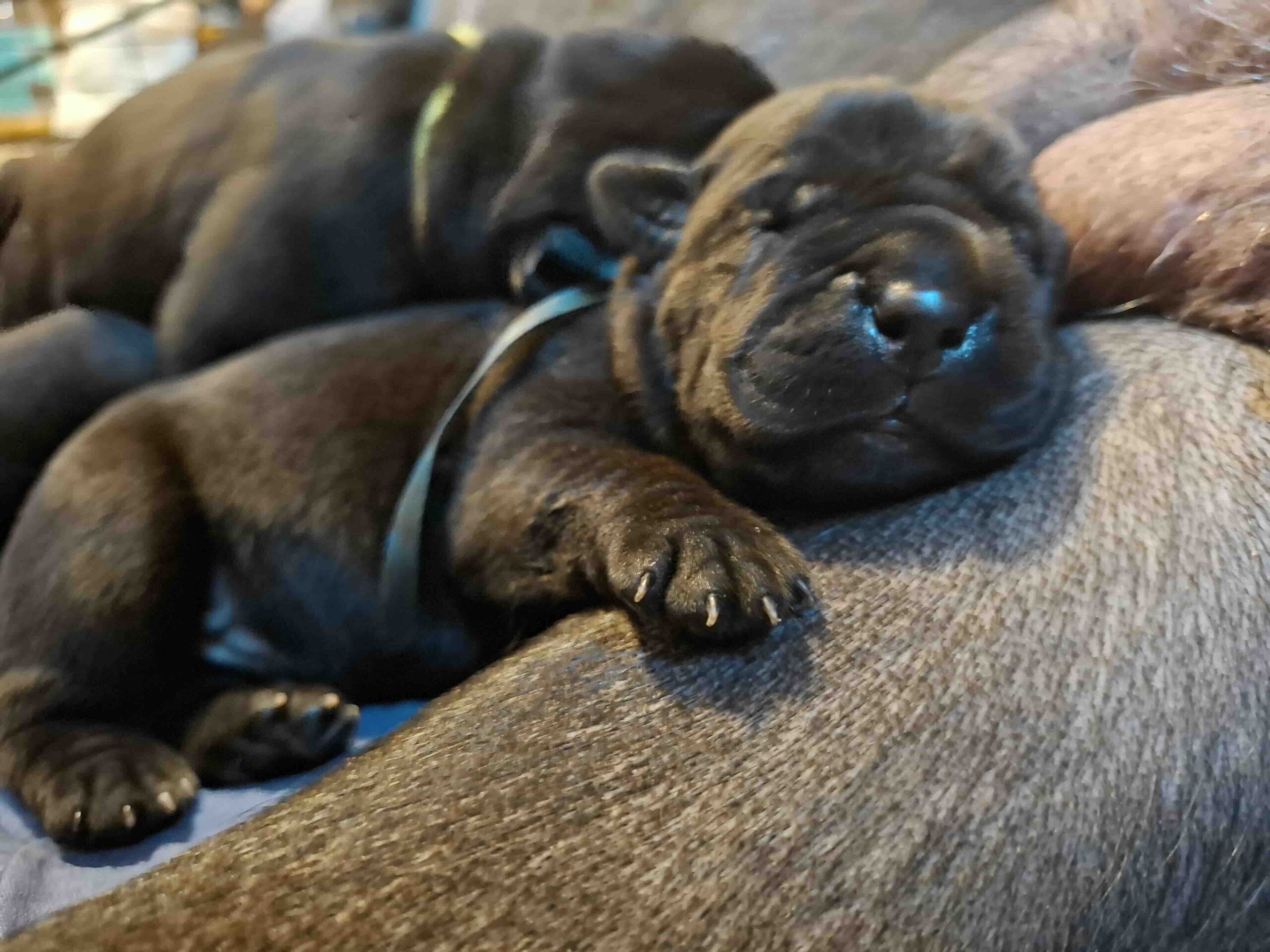 cane-corso-kupit-shchenkov