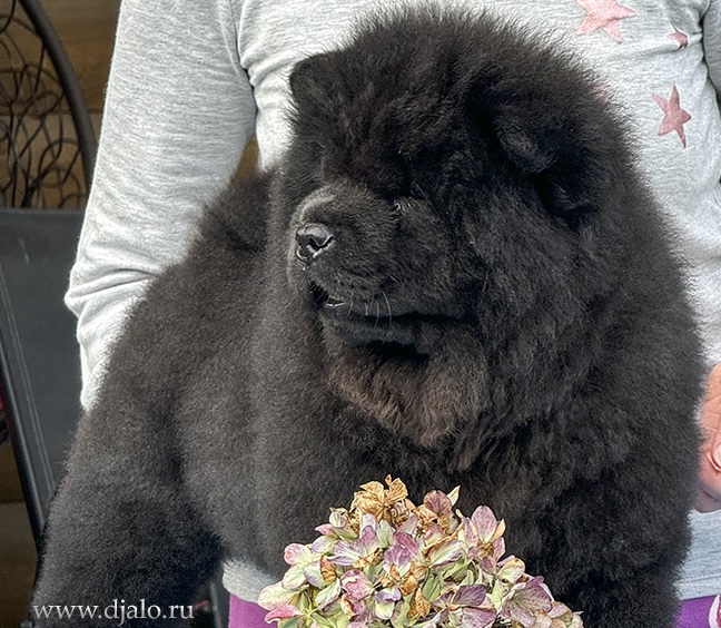 chau-chau-kupit-shchenka