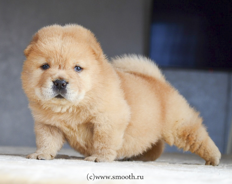 chau-chau-prodazha-shchenka