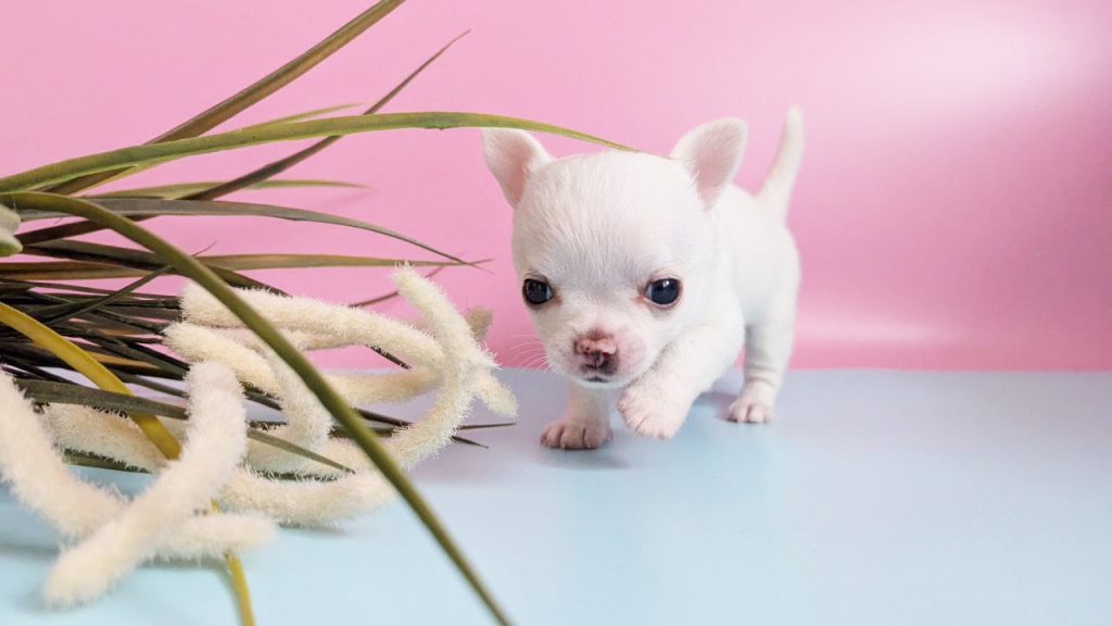 chihuahua-kupit-shenka