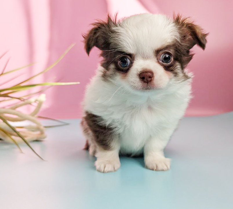 chihuahua-kupit-shenka-iz-pitomnika