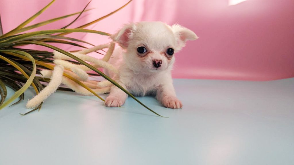 chihuahua-prodazha-shenka