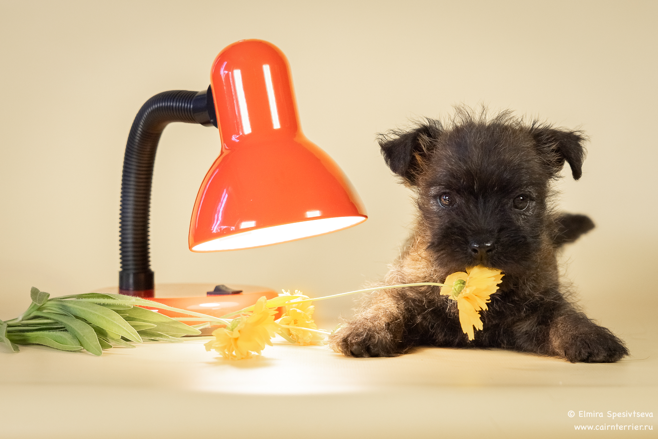 elvis-pitomnik-kern-tererov-prodaga-sobaki