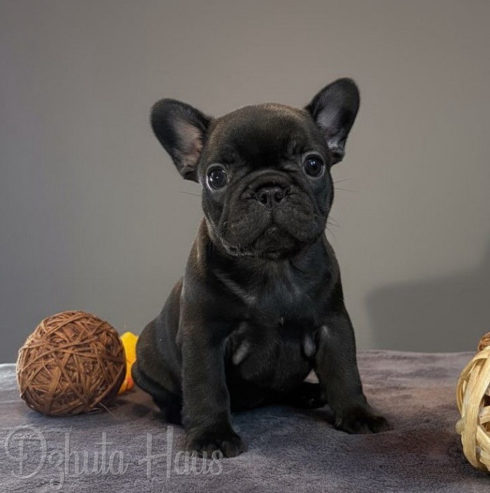 frantsuzskiy-buldog-kupit-shchenka-nedorogo