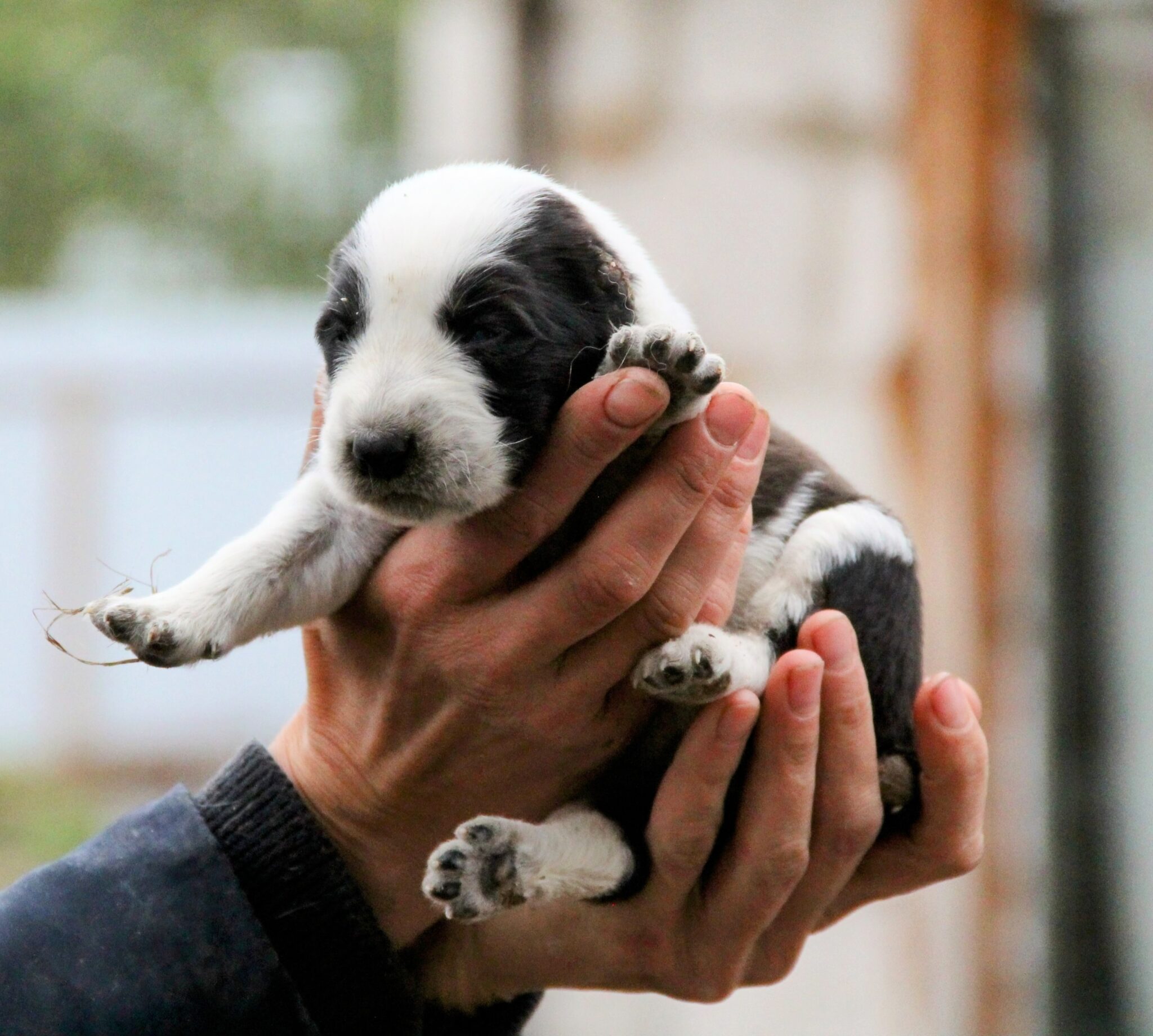 gde-kupit-shchenka-sredneaziatskoj-ovcharki