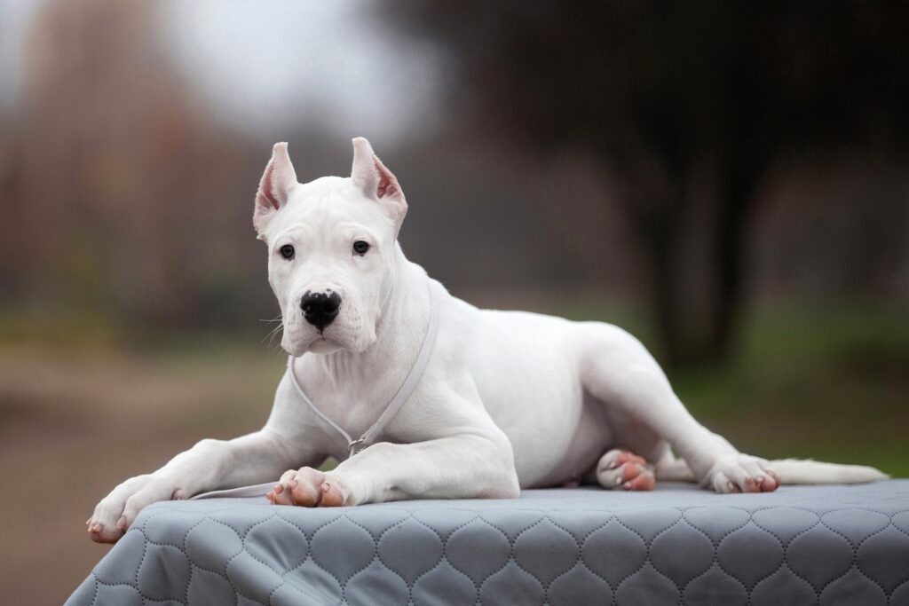 gemelli-di-oppio-pitomnik-argentinskih-dogov-prodaga-shhenka