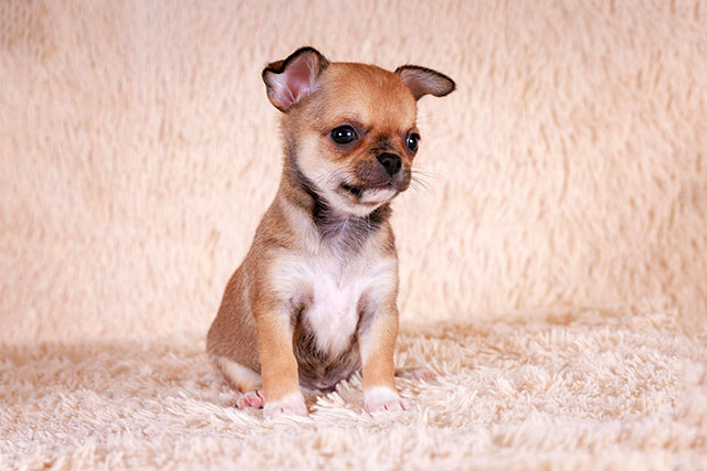 golden-iz-life-pitomnik-chihuahua-prodaga-shhenka