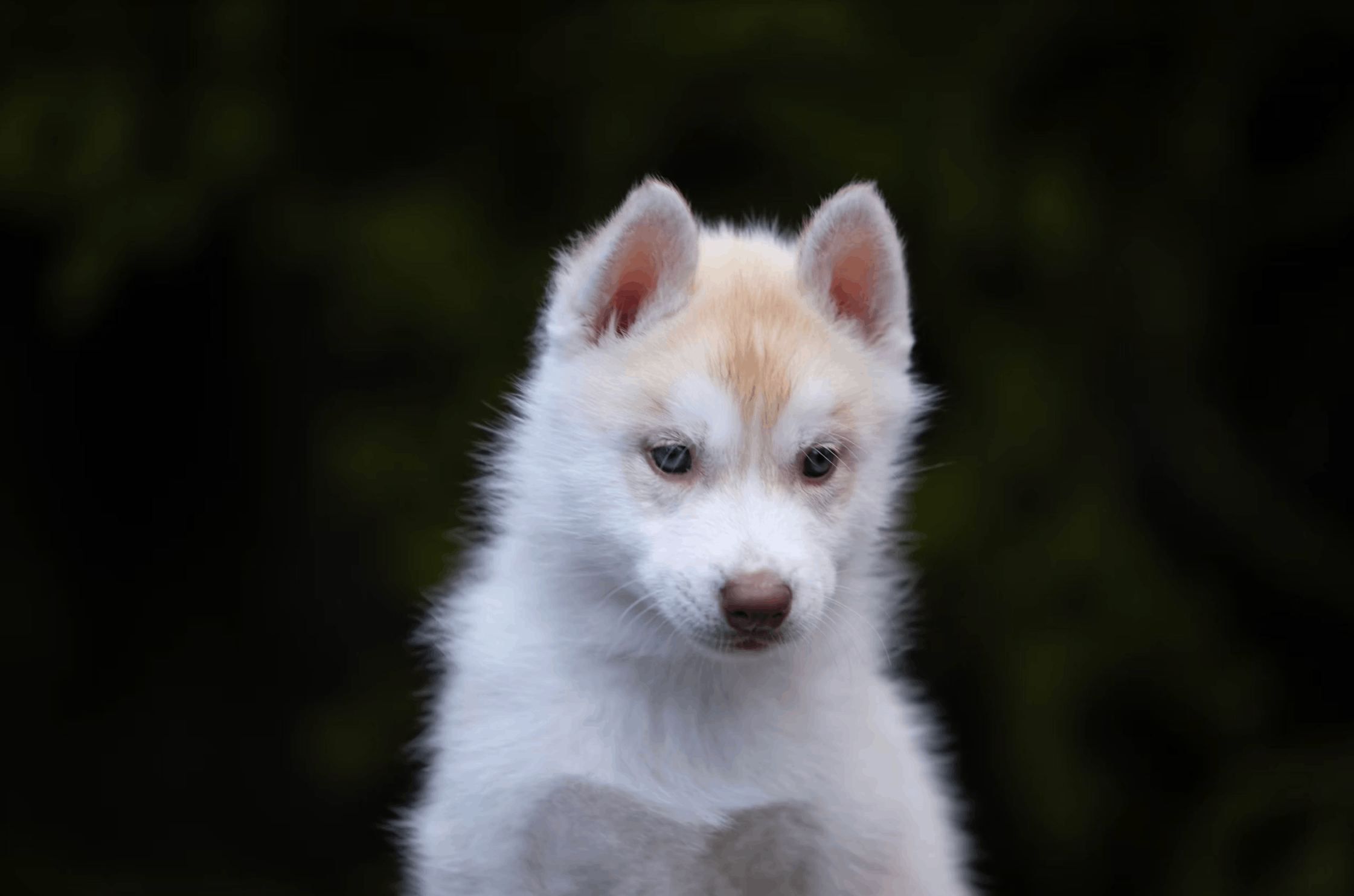 haskvisher-pitomnik-sibirskih-hasok-prodaga-shhenka-3