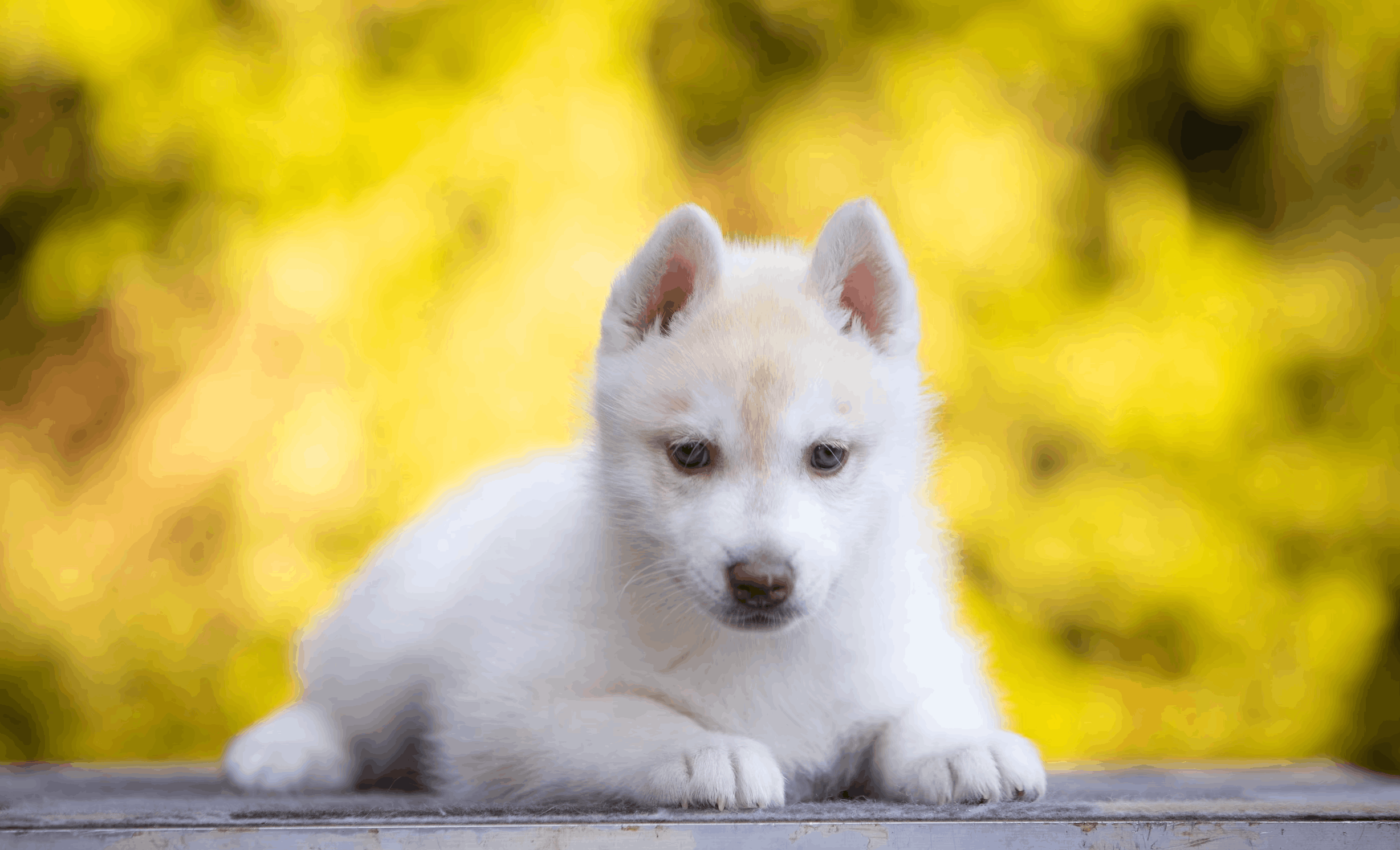 haskvisher-pitomnik-sibirskih-hasok-prodaga-shhenka