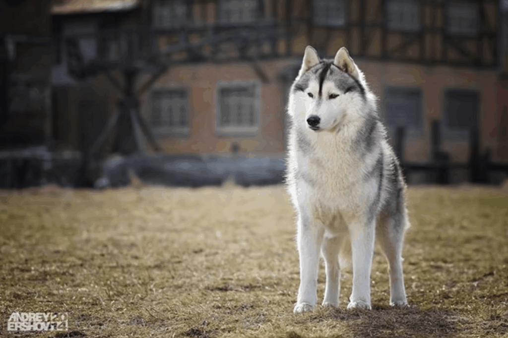 haskvisher-pitomnik-sibirskih-hasok-prodaga-shhenkov