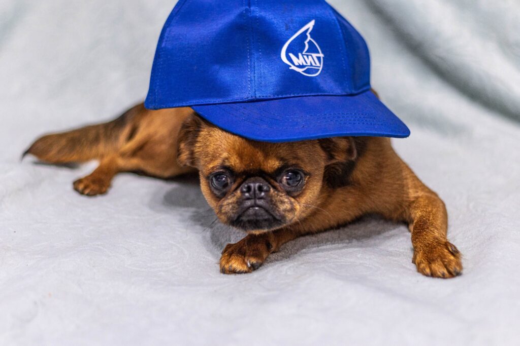 hrustalnaja-mechta-pitomnik-griffonov-prodaga-shhenkov-2