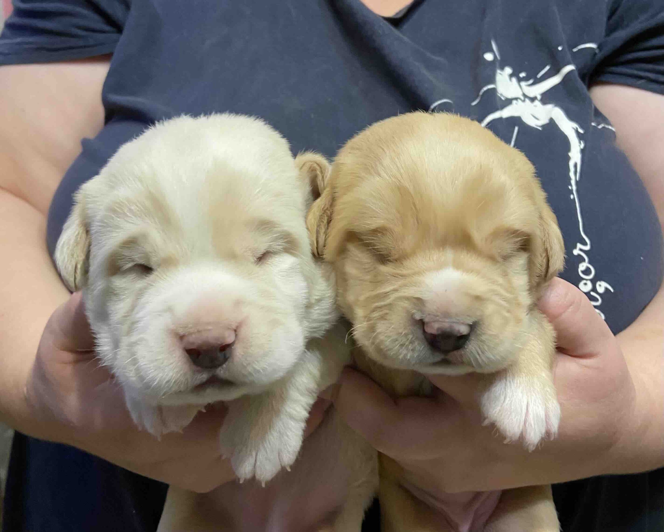 ispanskii-mastif-gde-kupit-shchenka