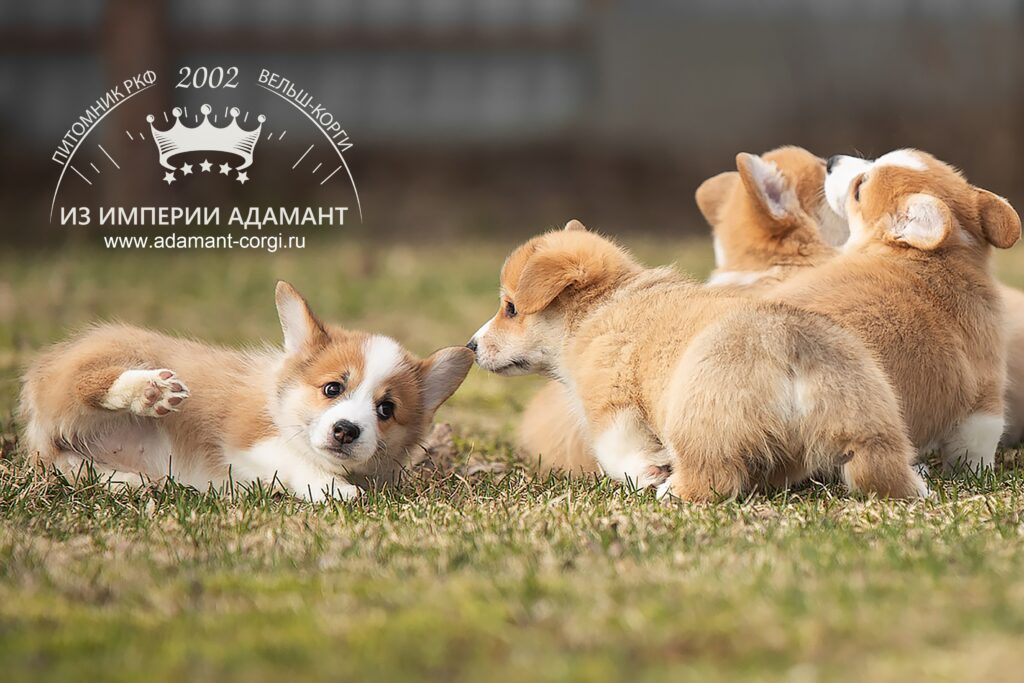 iz-imperii-adamant-pitomnik-velsh-korgi-pembrok-prodaga-shhenkov