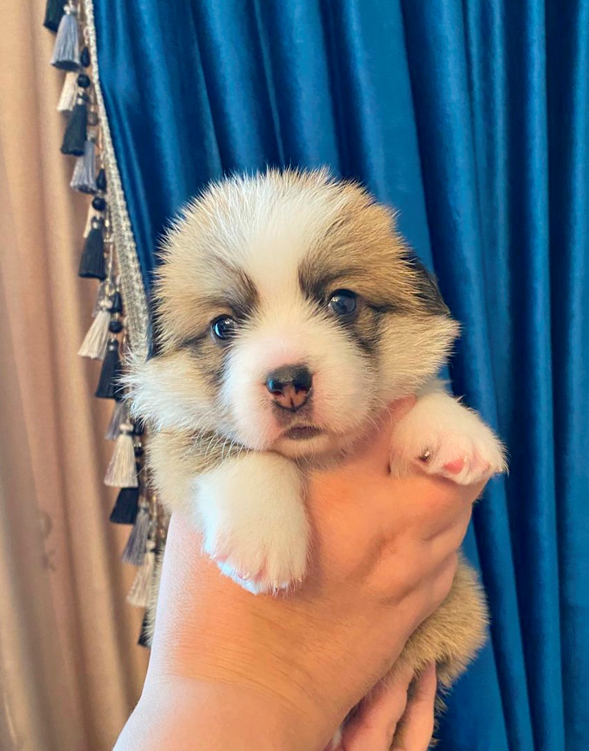 iz-imperii-adamant-pitomnik-velsh-korgi-pembrok-prodaga-sobaki-1