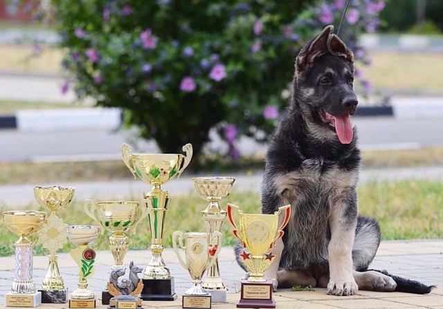 iz-novoj-imperii-pitomnik-vostochnoevropejskoj-ovcharki-prodaga-shhenkov