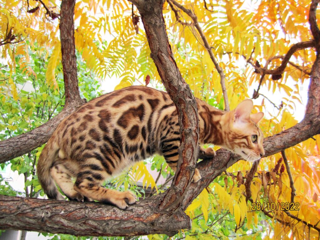 jusherus-pitomnik-bengalskih-koshek-prodaga-kotjat-1