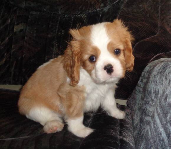 kavaler-kavaler-king-charlz-spaniel-kupit-sobaku