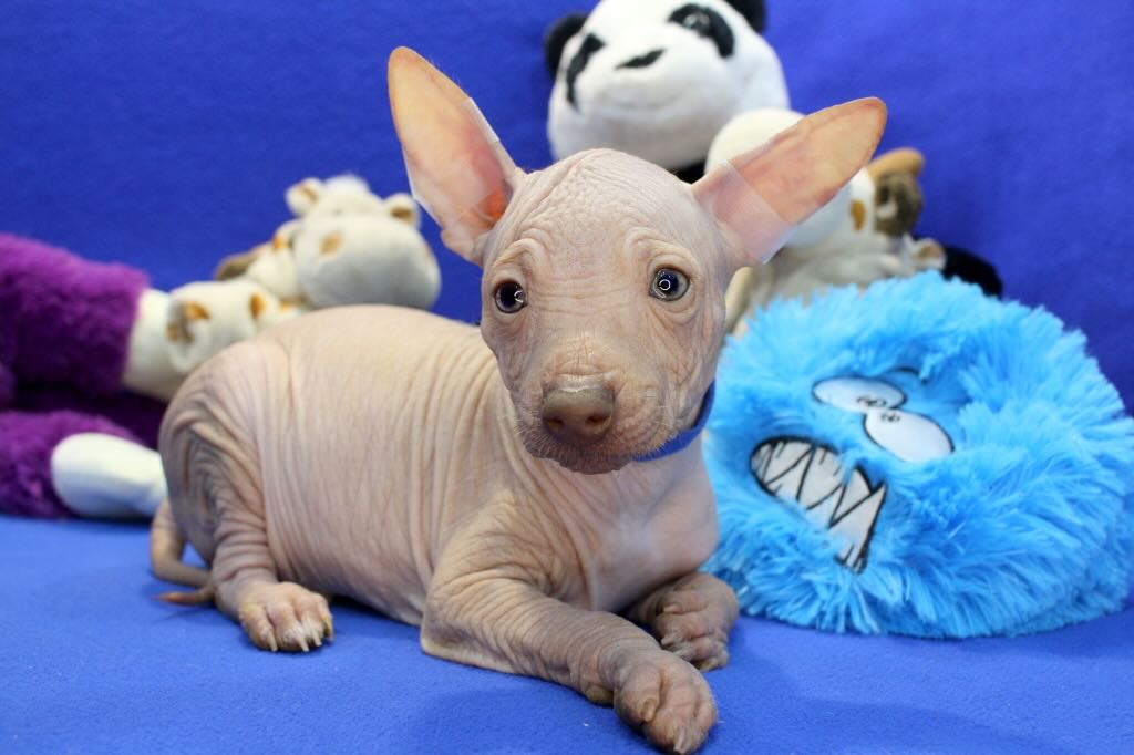 ksoloitckuintli-kupit-shchenka