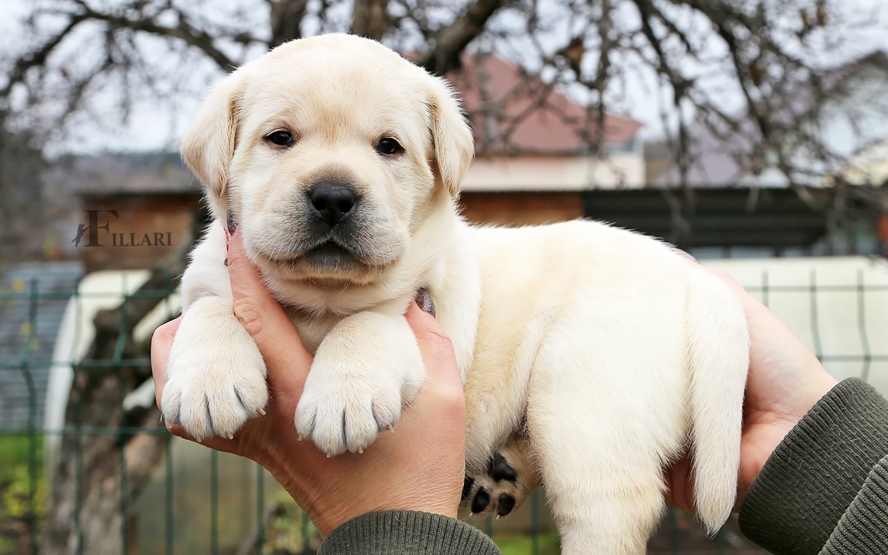 labrador-retriver-kupit-shchenka