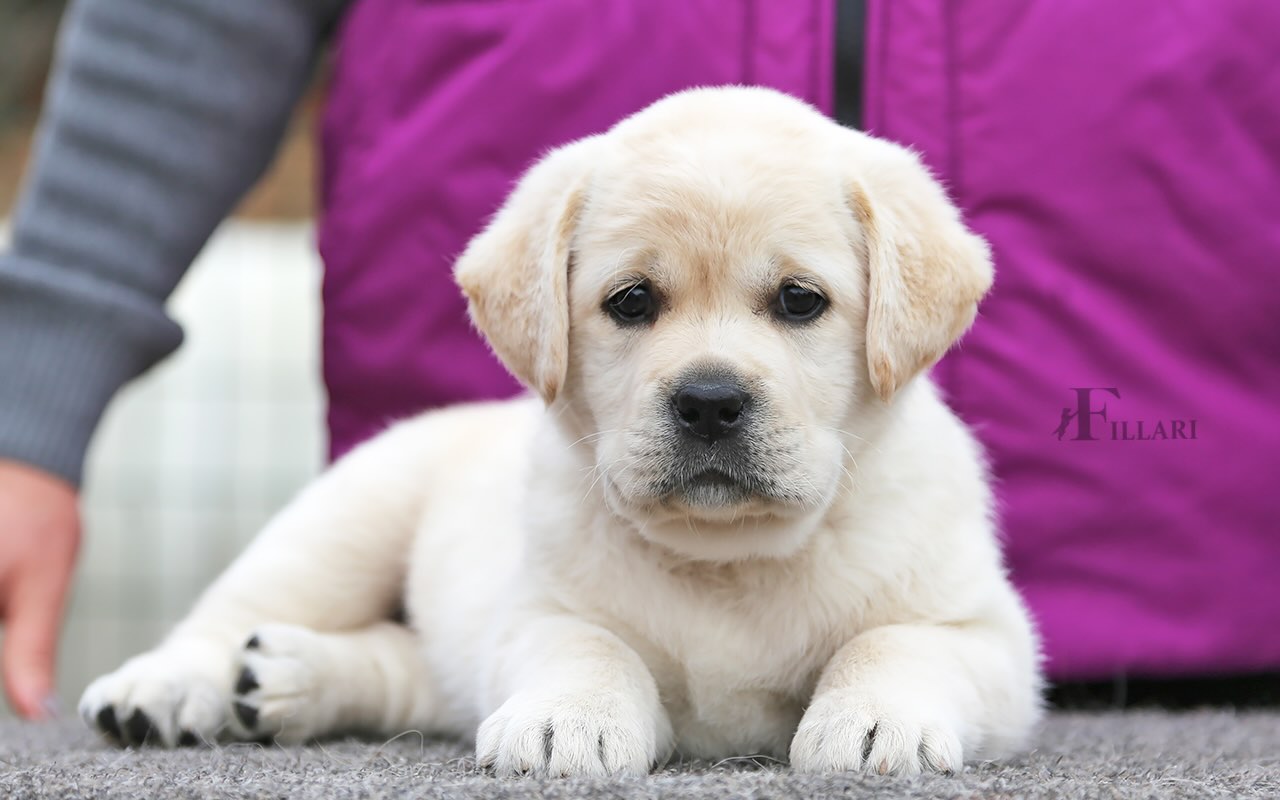 labrador-retriver-kupit-shchenka.