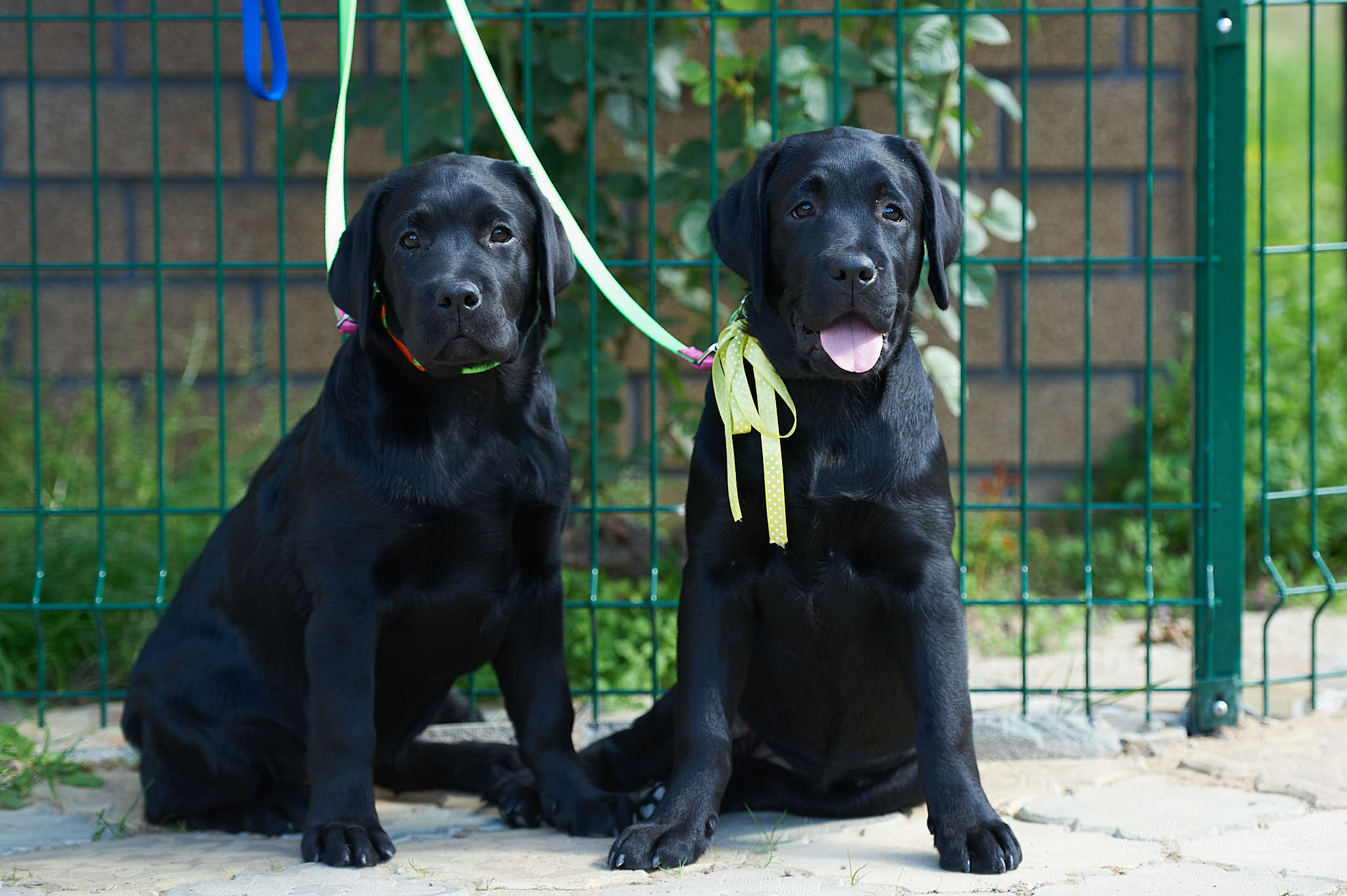 labrador-retriver-kupit-shchenka