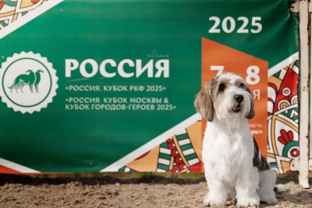 ldia-pitomnik-basset-griffonov-prodaga-shhenkov