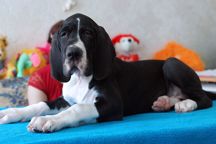 luizador-pitomnik-nemeckih-dogov-prodaga-shhenka