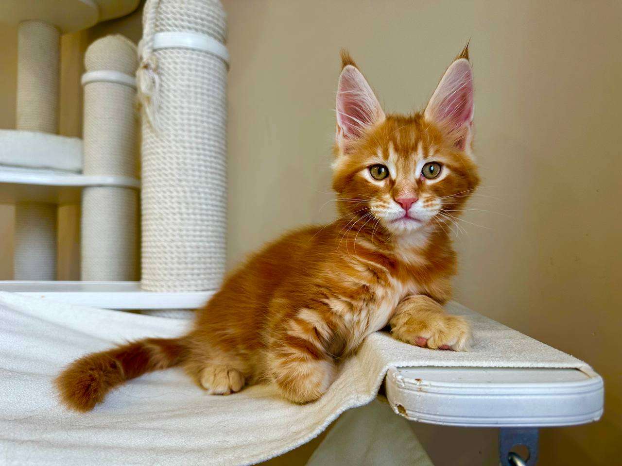 main-coon-prodazha-kotenka