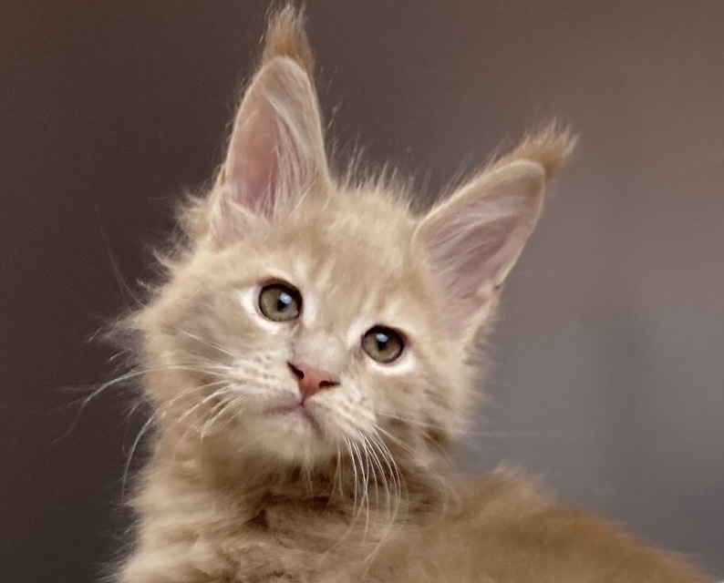 main-coon-prodazha-kotenka