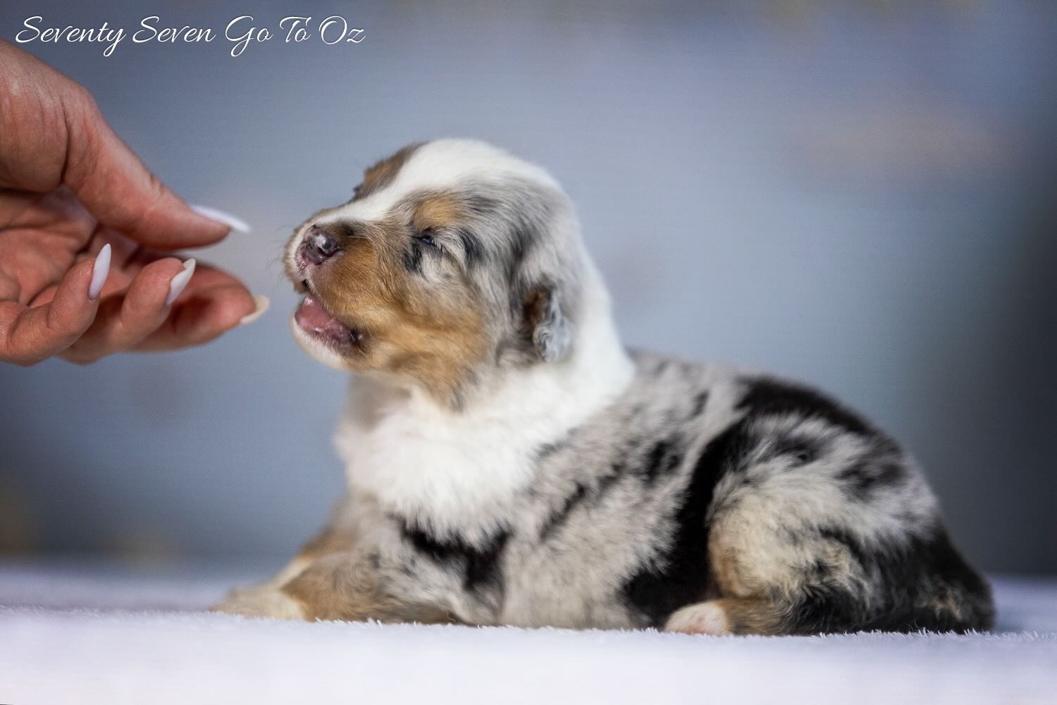 mini-aussi-kupit-shchenka
