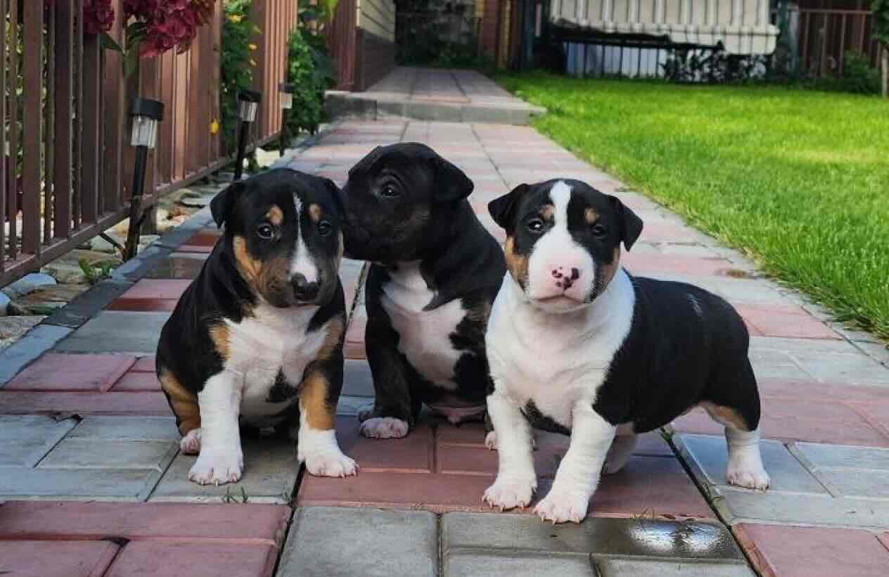 mini-bulterier-kupit-shchenka