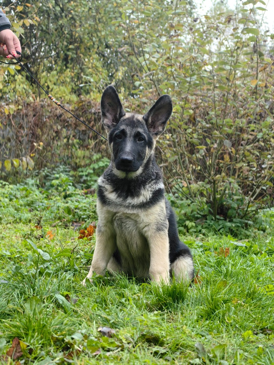 monsher-virsal-pitomnik-vostochnoevropejskoj-ovcharki-kupit-shhenkov