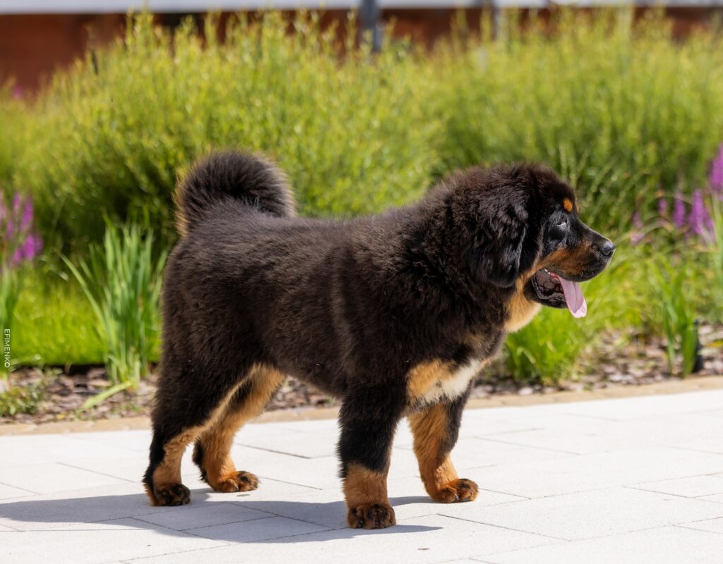 nasledie-tibeta-pitomnik-tibetskih-mastifov-prodaga-shhenkov