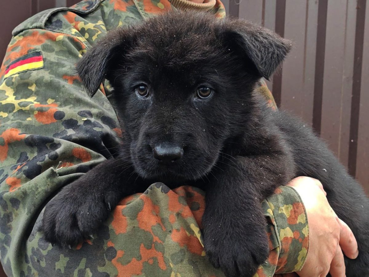 nemetskaya-ovcharka-sobaka-kupit-shchenka