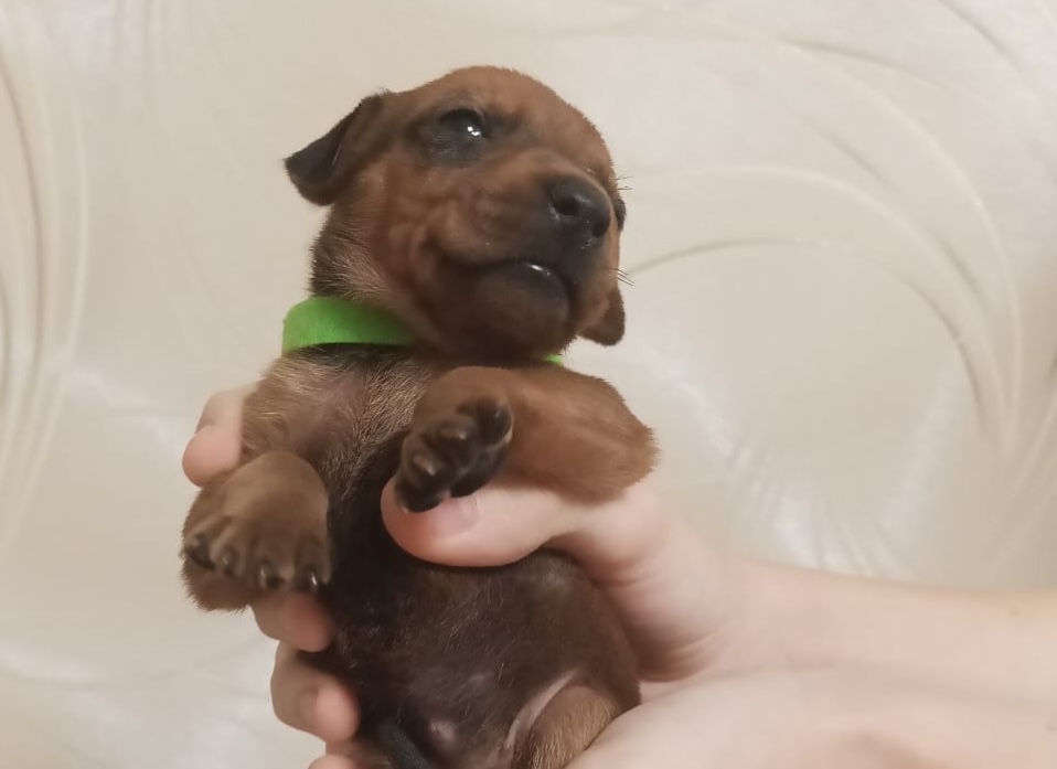 nemetski-pincher-kupit-shchenka-iz-pitomnika