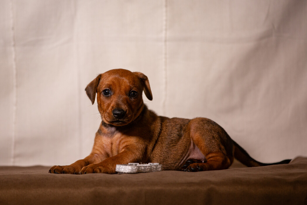 nemetski-pincher-prodazha-shchenka