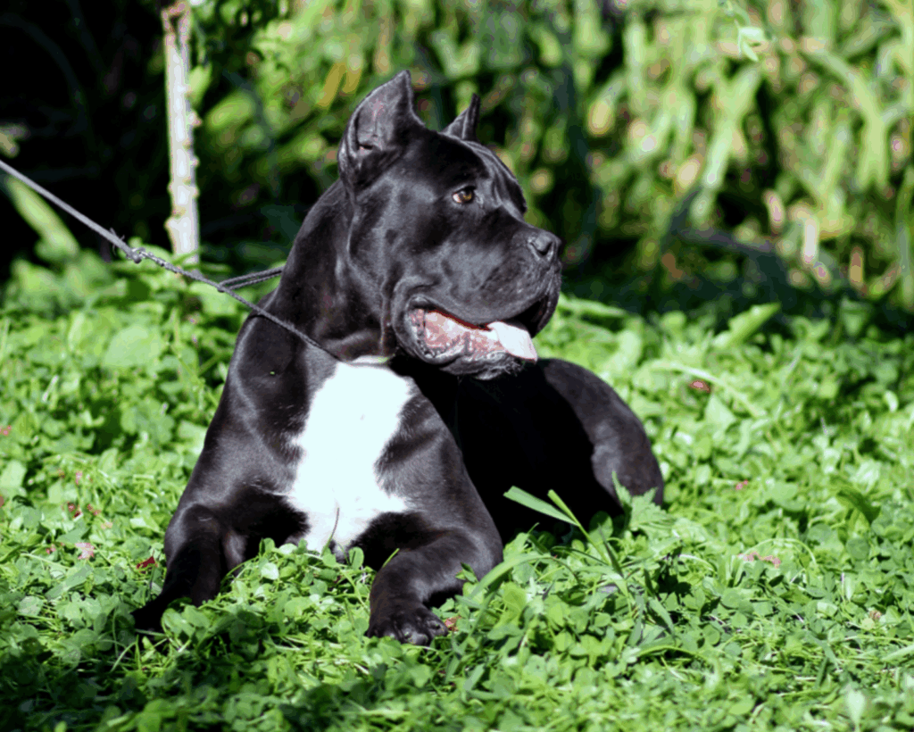 ollada-arlekin-pitomnik-kane-korso-kupit-shhenkov