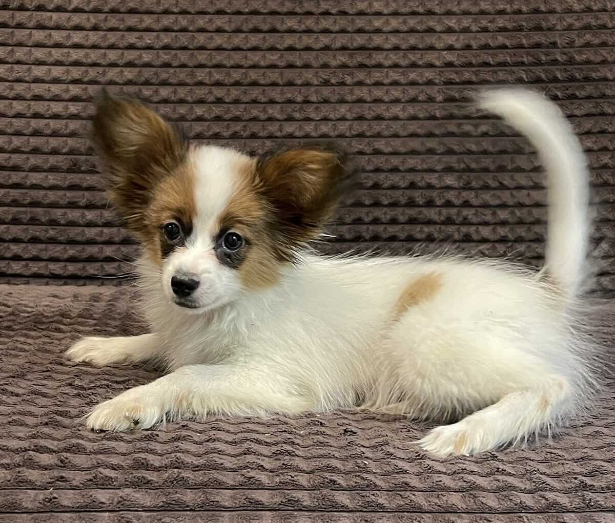 papilon-kupit-shchenka