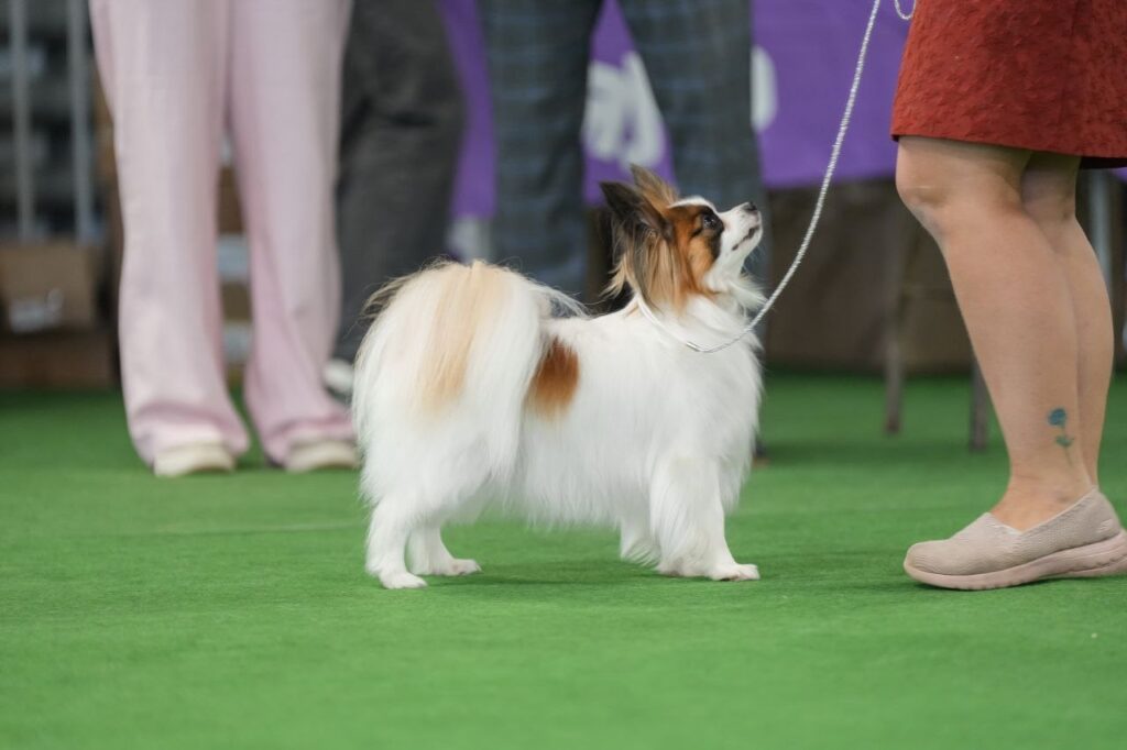 pfingstvile-pitomnik-papiljonov-prodaga-shhenkov