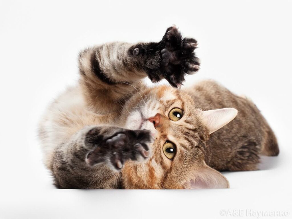 pitomik-simargl-kurilskii-bobtail-kupit-kotenka