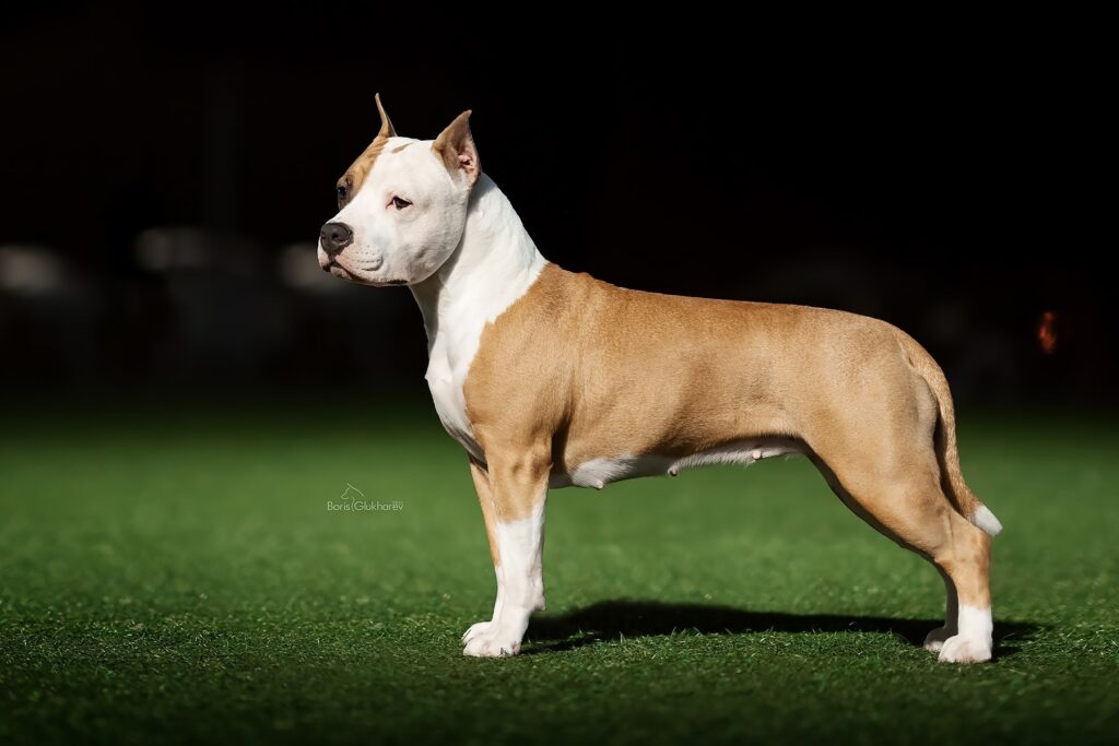 pitomnik-Nord Keeper-amerikanskij-staffordshirskij-terer-prodazha-shchenka