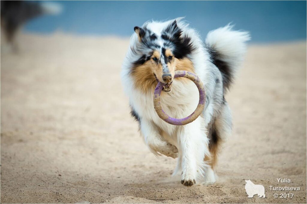 pitomnik-aelle-evenstar-kolli-kupit-shchenka