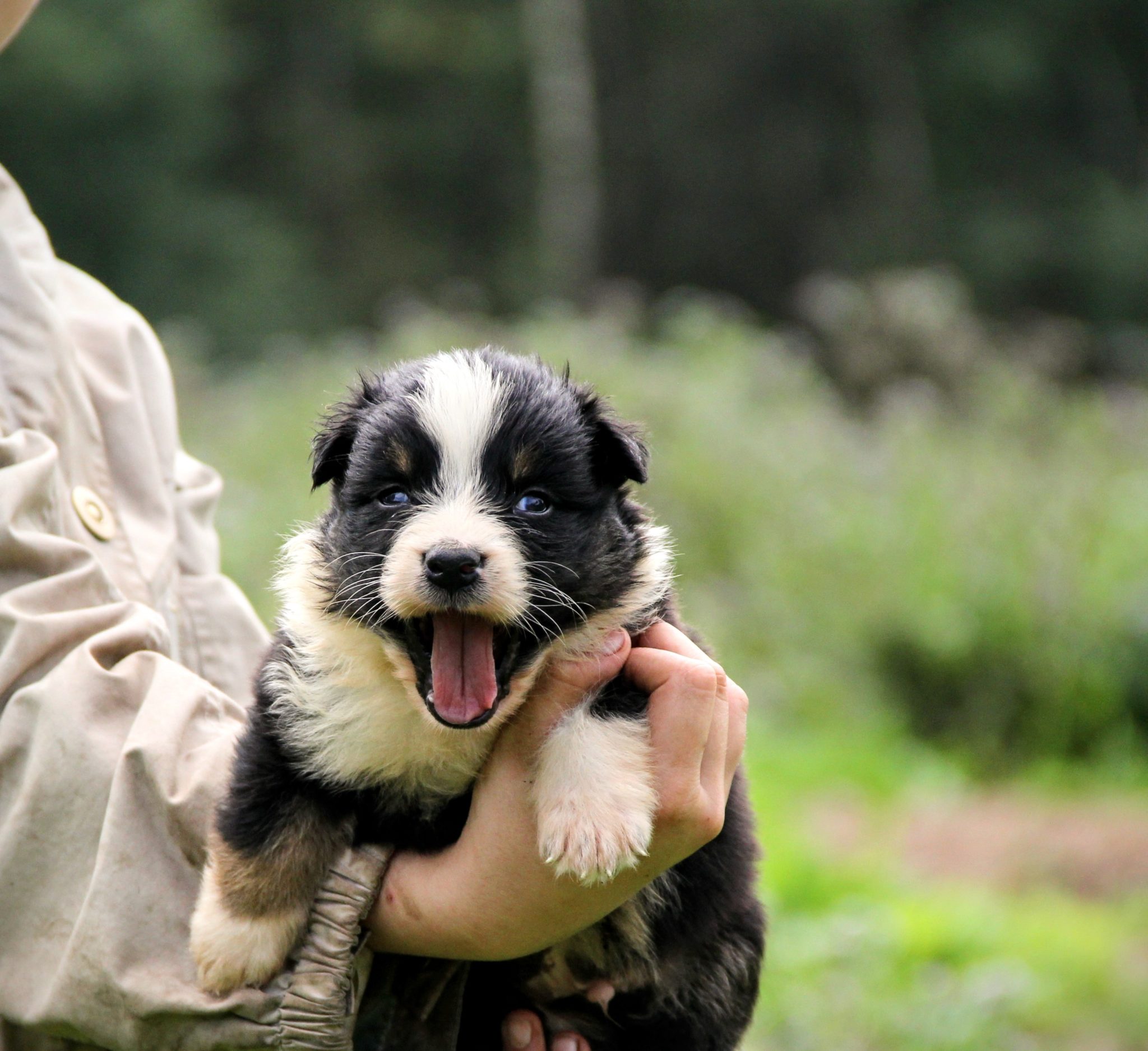 pitomnik-aladzha-kupit-sobaku-alabaja